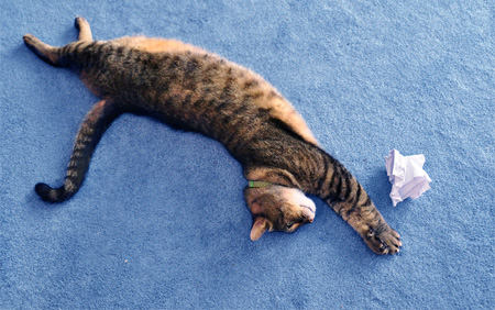 Серия фотоснимков Daydreaming Cat Серия фотоснимков Daydreaming Cat
