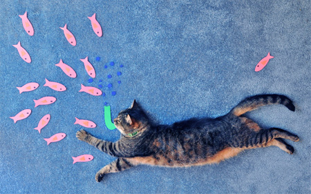 Серия фотоснимков Daydreaming Cat Серия фотоснимков Daydreaming Cat