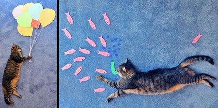 Серия фотоснимков Daydreaming Cat