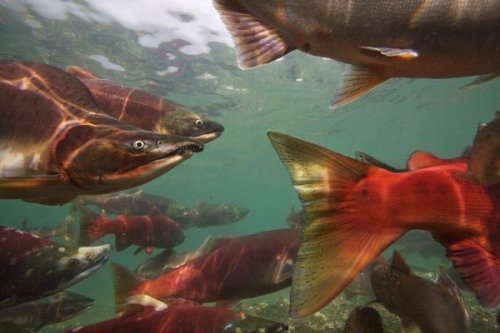 ���������� �� National Geographic
