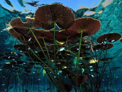 ���������� �� National Geographic