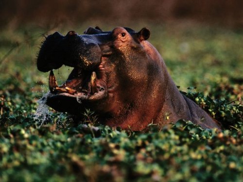 ���������� �� National Geographic