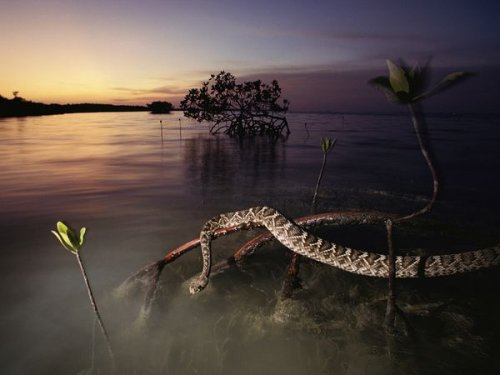 ���������� �� National Geographic