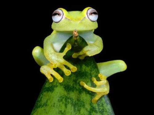 ���������� �� National Geographic