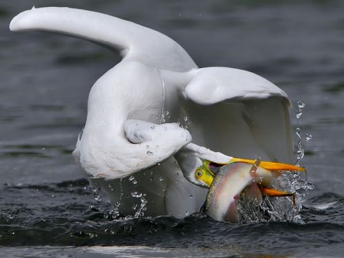 ���������� �� National Geographic
