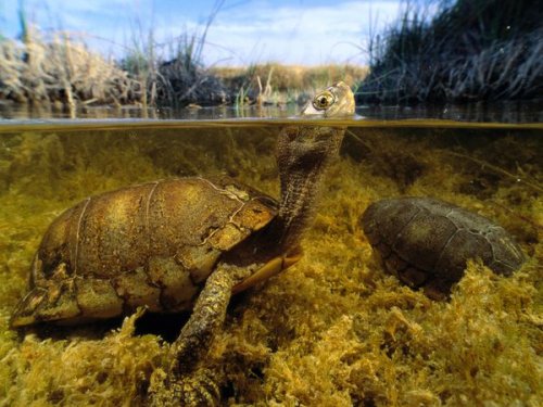 ���������� �� National Geographic