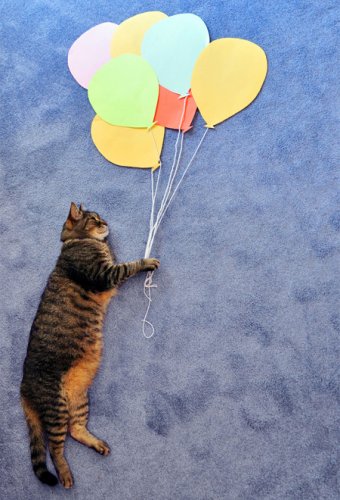 ����� ����������� Daydreaming Cat