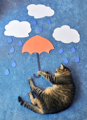 ����� ����������� Daydreaming Cat