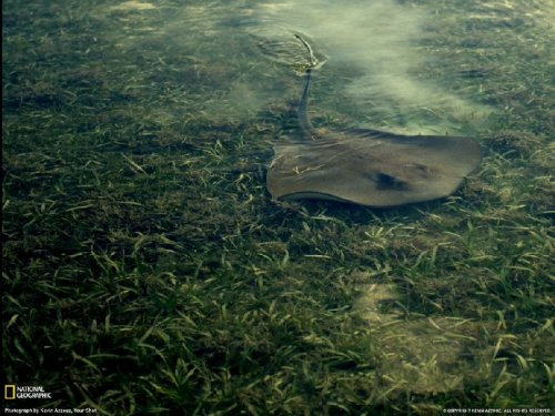 ���������� ���������� National Geographic 