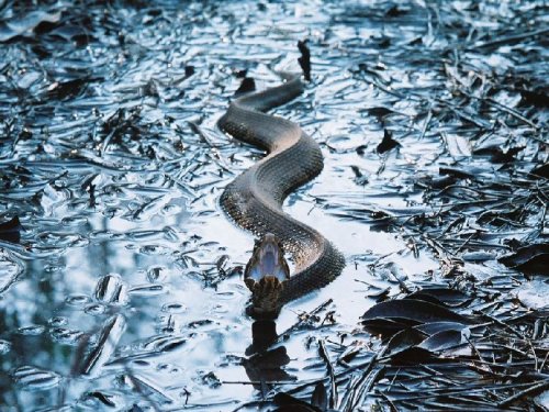 ���������� ���������� National Geographic 