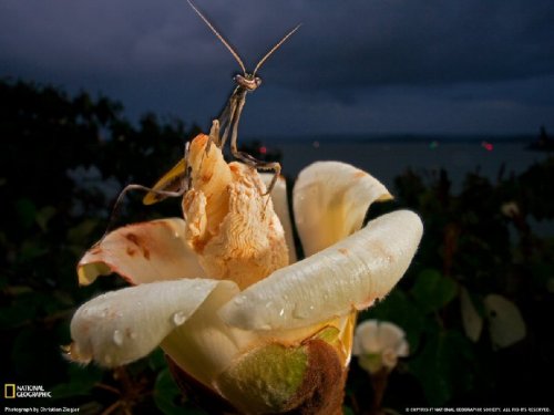 ���������� ���������� National Geographic 