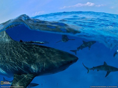 ������ ���������� National Geographic �� ��������