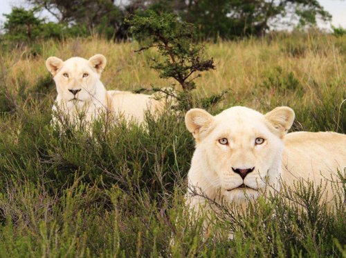 ������ ���������� National Geographic �� ��������