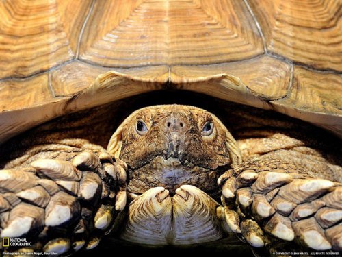 ������ ���������� National Geographic �� ��������