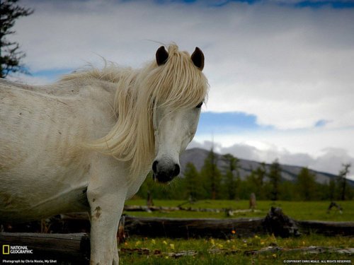 ������ ���������� National Geographic �� ��������