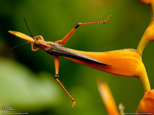 ������ ���������� National Geographic �� ��������