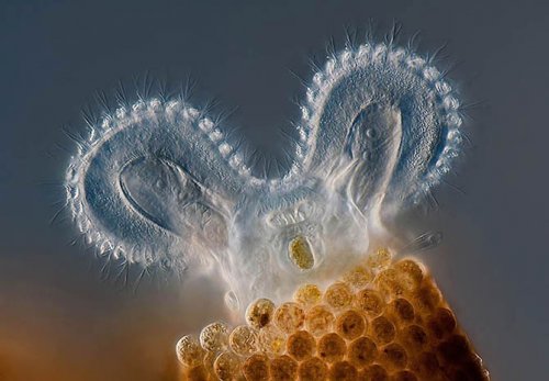 ��������� ��������  Olympus BioScapes