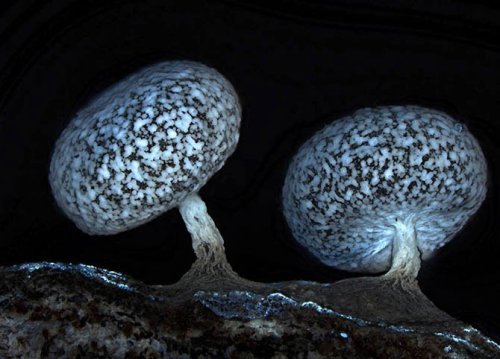��������� ��������  Olympus BioScapes
