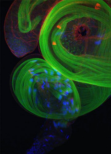 ��������� ��������  Olympus BioScapes