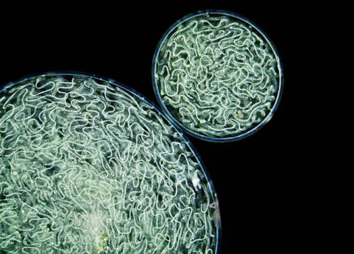 ��������� ��������  Olympus BioScapes