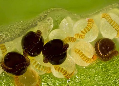 ��������� ��������  Olympus BioScapes