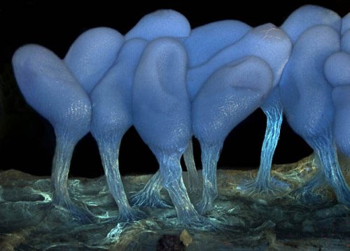 ��������� ��������  Olympus BioScapes