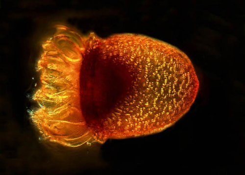 ��������� ��������  Olympus BioScapes