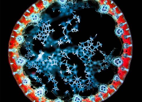 ��������� ��������  Olympus BioScapes