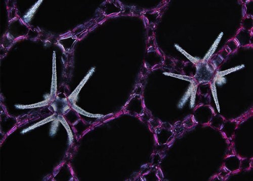��������� ��������  Olympus BioScapes