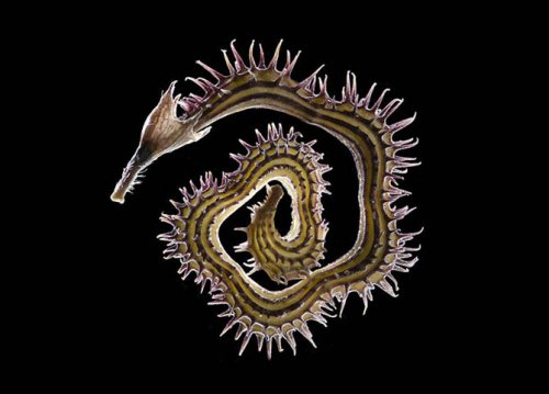��������� ��������  Olympus BioScapes