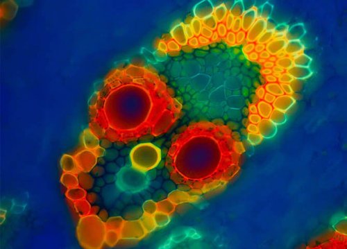 ��������� ��������  Olympus BioScapes