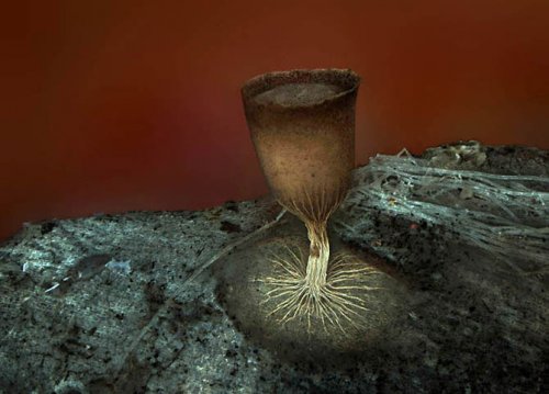 ��������� ��������  Olympus BioScapes