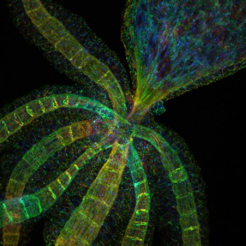 ��������� ��������  Olympus BioScapes