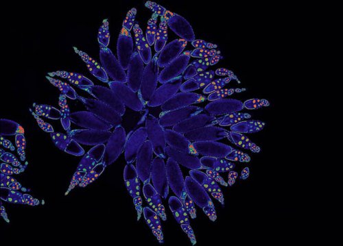 ��������� ��������  Olympus BioScapes