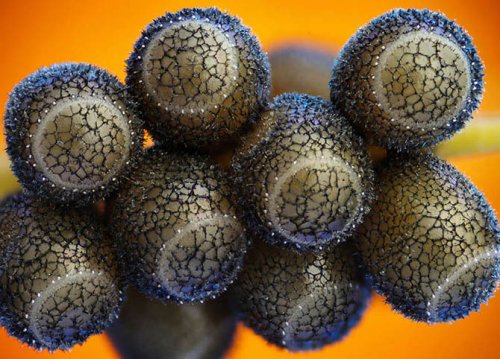 ��������� ��������  Olympus BioScapes