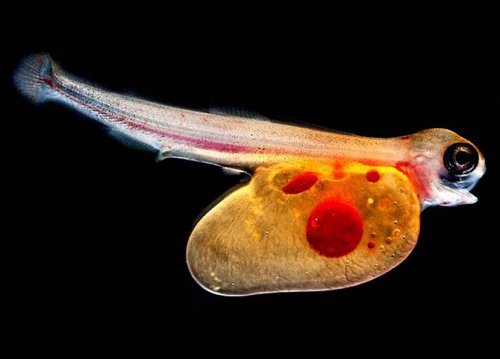 ��������� ��������  Olympus BioScapes