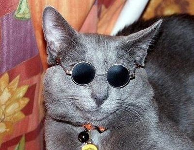 Кошки в очках Кошки в очках