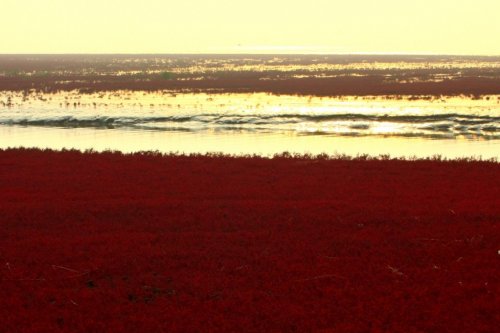Panjin Red Beach � ��������� ������� ���� � �����