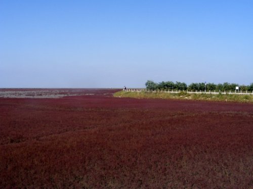 Panjin Red Beach � ��������� ������� ���� � �����