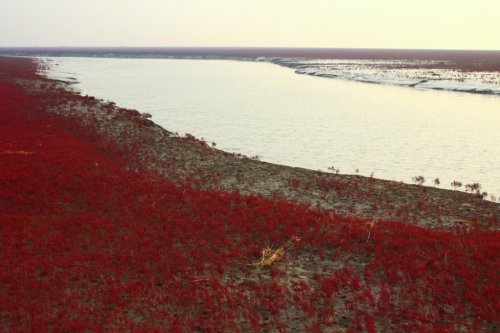Panjin Red Beach � ��������� ������� ���� � �����
