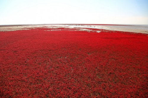 Panjin Red Beach � ��������� ������� ���� � �����