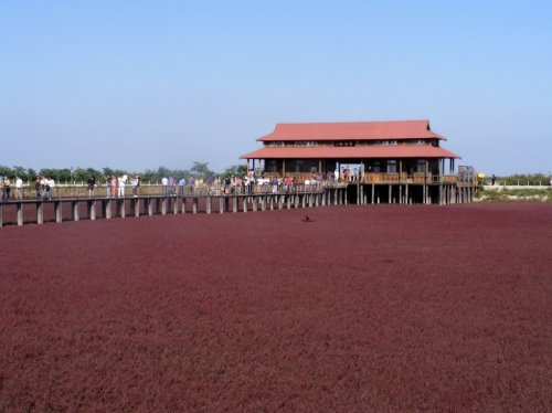 Panjin Red Beach � ��������� ������� ���� � �����