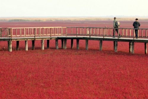 Panjin Red Beach � ��������� ������� ���� � �����