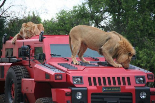 ����������� ����������������� Marauder