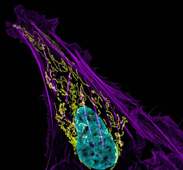 ������ ������ �������� Nikon Small World Photomicrography 2012