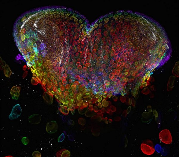 ������ ������ �������� Nikon Small World Photomicrography 2012