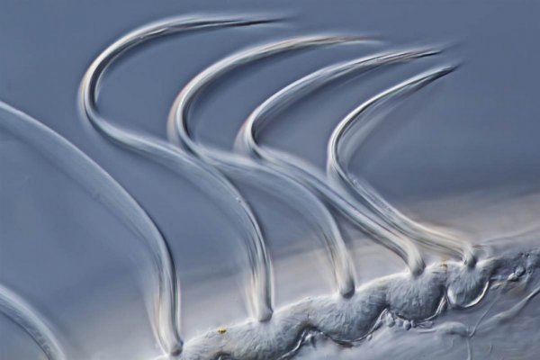 ������ ������ �������� Nikon Small World Photomicrography 2012
