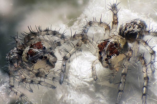������ ������ �������� Nikon Small World Photomicrography 2012