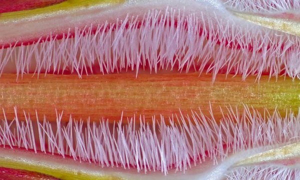 ������ ������ �������� Nikon Small World Photomicrography 2012
