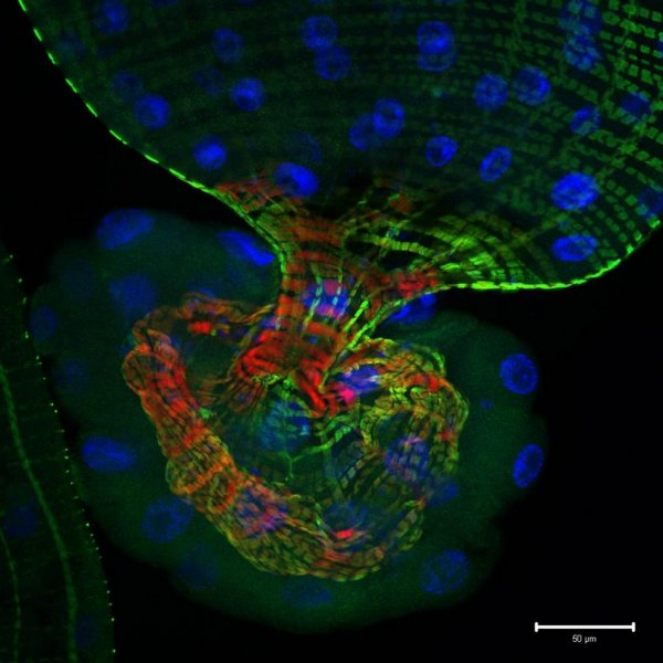 ������ ������ �������� Nikon Small World Photomicrography 2012